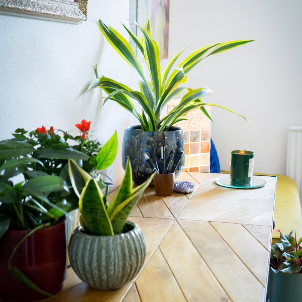 plants on a desk